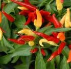 Capsicum Annuum-Audifort-Ingredients
