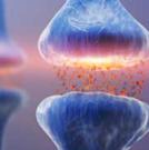 Gaba-Audifort-Ingredients