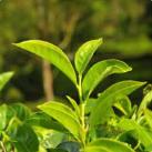 Green Tea-Audifort-Ingredients