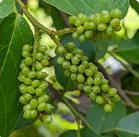 Gymnema Sylvestre-Audifort-Ingredients