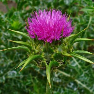 Silymarin Milk Thistle