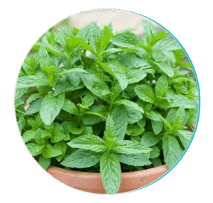 peppermint-BioDentix-Ingredients