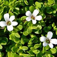 Bacopa-Monnieri-CogniCare-Pro-Ingredients