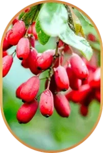 Berberine-Livpure-Ingredients