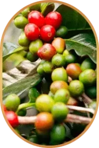 Chlorogenic-Acid-Livpure-Ingredients