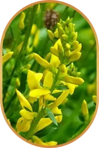 Genistein-Livpure-Ingredients