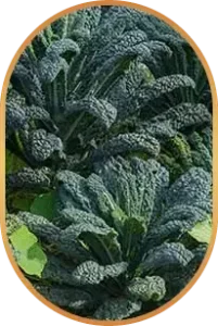 Glutathione-Livpure-Ingredients