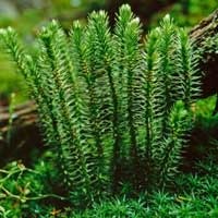 Huperzia-Serrata-CogniCare-Pro-Ingredients