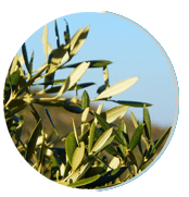 Neuroserge ingredients