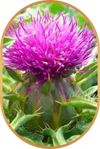 Silymarin-Livpure-Ingredients