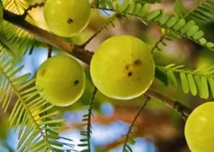 Amla-mitolyn-ingredients