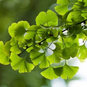 Ginkgo-biloba-jointvive-ingredients
