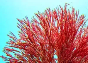 Haematococcus-mitolyn-ingredients