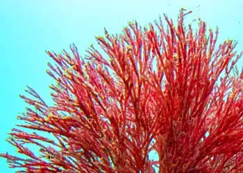 Haematococcus-mitolyn-ingredients