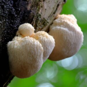 Lions-mane-mushroom-jointvive-ingredients