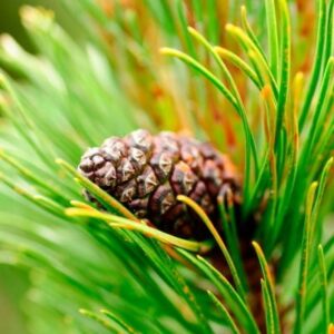 Pine-bark-extract-jointvive-ingredients