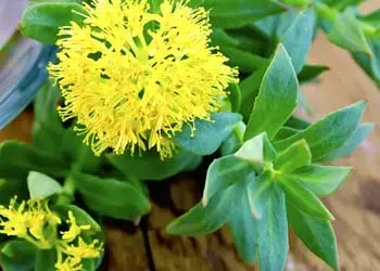 Rhodiola-mitolyn-ingredients