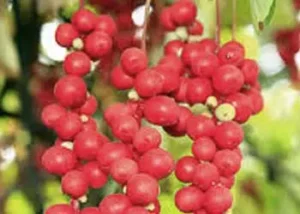 Schisandra-mitolyn-ingredients