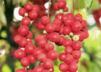 Schisandra-mitolyn-ingredients