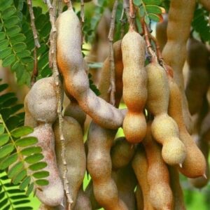 Tamarind-jointvive-ingredients