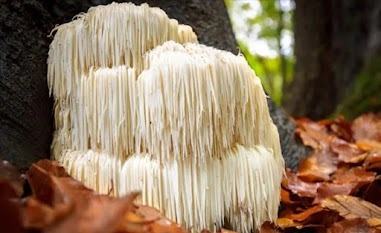 Nu-nerve-ingredients