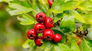 cardio slim tea ingredients