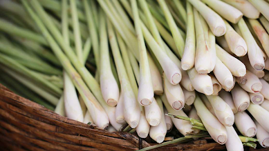 cardio slim tea ingredients