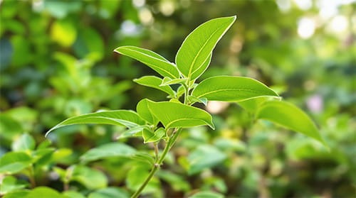 Gluco6-ingredients-3