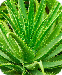 Balmorex Pro Ingredient