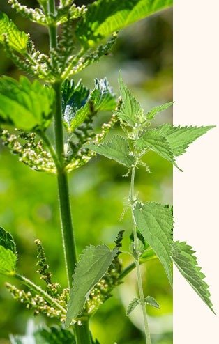 alhpafuel-pro-ingredients