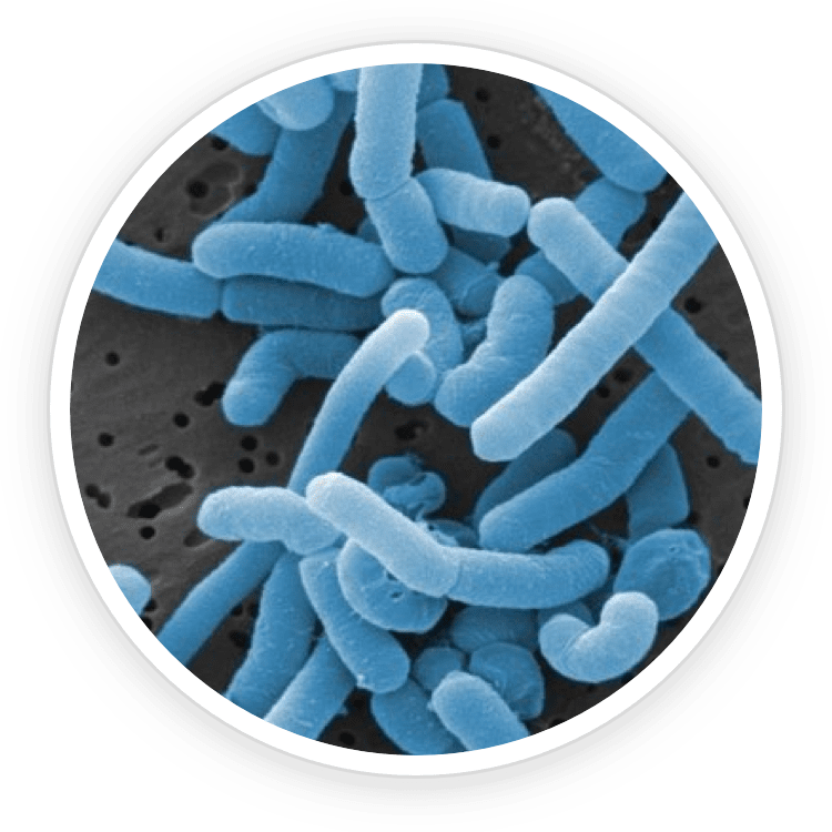 prodentim-ingredients